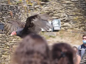 Roofvogelshow in Château de La Roche-en-Ardenne (België)